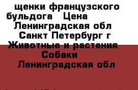 щенки французского бульдога › Цена ­ 50 000 - Ленинградская обл., Санкт-Петербург г. Животные и растения » Собаки   . Ленинградская обл.